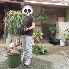 ☆観葉植物 トックリラン