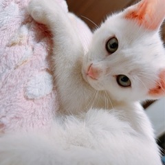 甘えん坊白猫　超可愛い2ヶ月