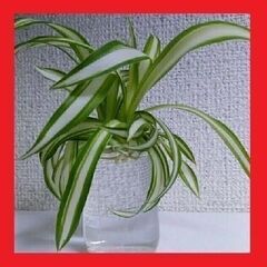 【発送可】観葉植物　水栽培　ナカフオリヅルラン（中斑折鶴蘭）子株...