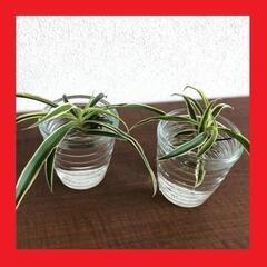 【発送可】観葉植物　水栽培　ソトフオリヅルラン（外斑折鶴蘭）子株...