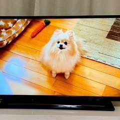 他店にて完売／東芝REGZA 液晶テレビ 32インチ 32S22 ブラック 19年製