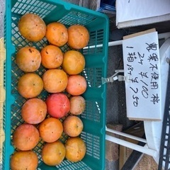 農薬不使用、柿2個100円.18個750円