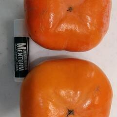静岡県産　治郎柿