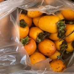 絶品渋柿‼️大きな百目柿　10キロ