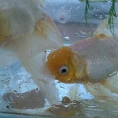 金魚2匹　