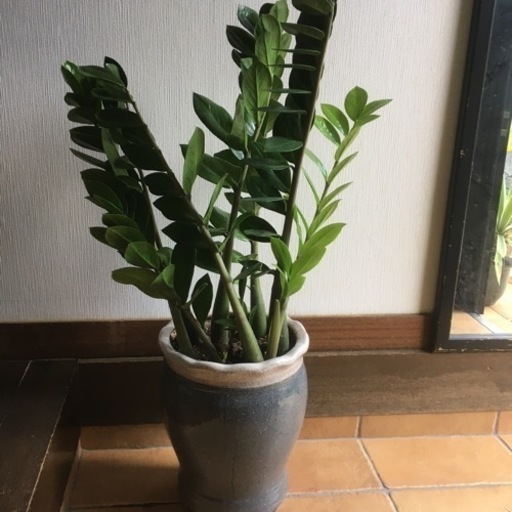 【金運アップの観葉植物】ザミオ　2個セット