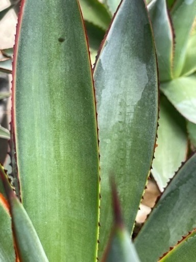 アガベ ブルーグロー 大株 テラコッタ付 虹色に輝く綺麗なアガベ 多肉