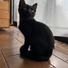 推定生後4ヶ月、人懐こいかわいい黒猫♂