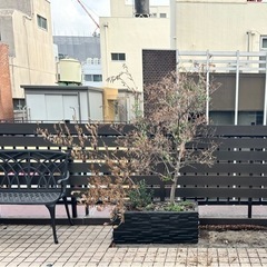 🌱オリーブの木🌱