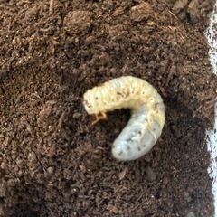 カブトムシの幼虫 誰か貰ってください(*^^*)