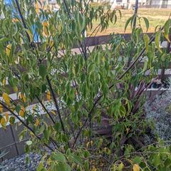 ハイノキ　シンボルツリー　常緑樹　