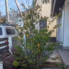 ハイノキ　シンボルツリー　常緑樹　