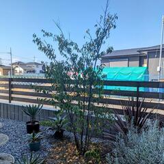 ハイノキ　シンボルツリー　常緑樹　