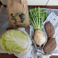 【お取引決定済み】白菜と令和4年のお米5kg