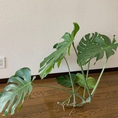 【無料】 モンステラ カット苗 観葉植物