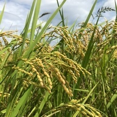 自然栽培米　令和5年度産新米　品種『はたはったん』