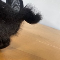 子にゃんこ3兄弟♢黒猫(くるんと鍵シッポ) − 静岡県