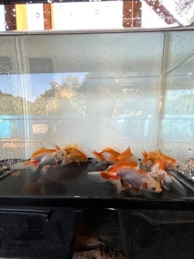 日本オランダ　四国系　当歳魚画像全て
