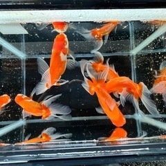 日本オランダ 四国系 2歳魚