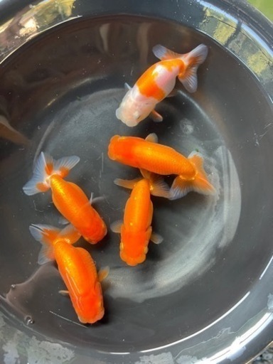 協会系らんちゅう　岡山筋　当歳魚