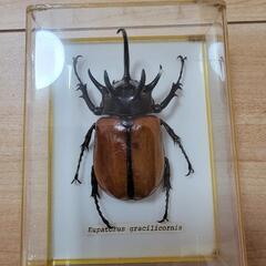 カブトムシなど標本セット