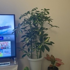 ホンコンカポック　観葉植物