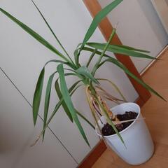 少し元気のないユッカ　観葉植物　インテリア　