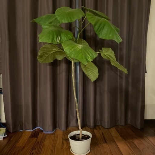 ウンベラータ　観葉植物
