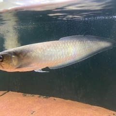 ブラックアロワナ　55センチ前後