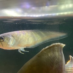 ブラックアロワナ　55センチ前後