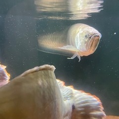 ブラックアロワナ　55センチ前後