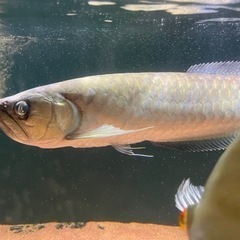 ブラックアロワナ　55センチ前後