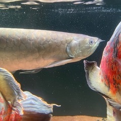 ブラックアロワナ　55センチ前後