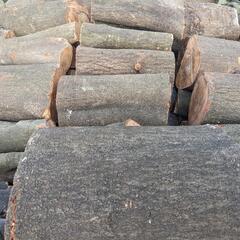 カシの玉切りです♪