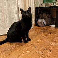 6ヶ月の黒猫の男の子