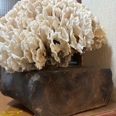 珊瑚と下の木