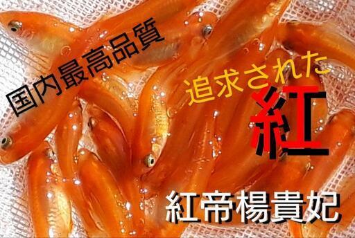 200匹：紅帝楊貴妃