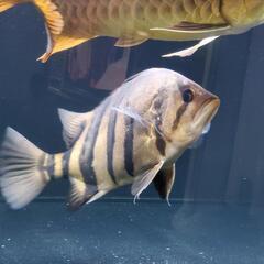 ダトニオプラスワン パーフェクトバンド ワイルド個体 ±30cm