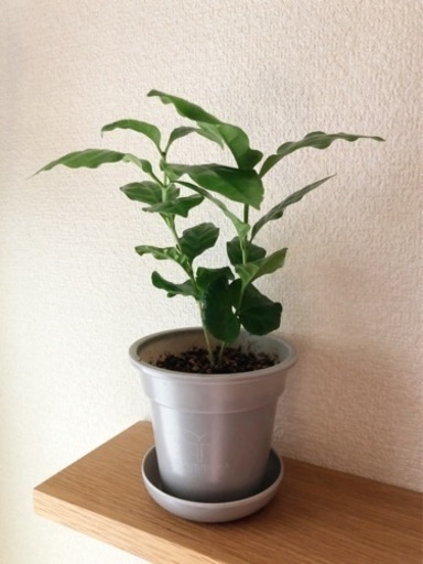 観葉植物　コーヒーの木⑧　25cm　グレーカラーの3.5号の鉢と受け皿付き