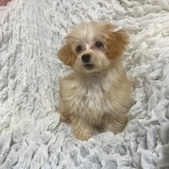 🌸マルプー　子犬