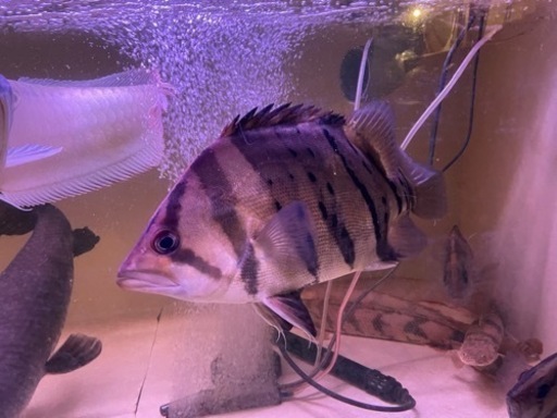 ダトニオプラスワン　バンド左右対称　サイズ35cm