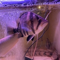 ダトニオプラスワン　バンド左右対称　サイズ35cm