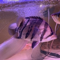 ダトニオプラスワン　バンド左右対称　サイズ35cm