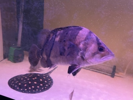 ダトニオプラスワン　バンド左右対称　サイズ30cm