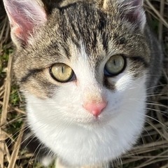 もうすぐ生後約8ヶ月程の男の子🐈‍⬛