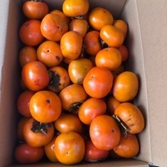 種あり柿　　10キロ