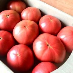 【トマトハウス農園での収穫作業】来年7月中旬までの期間限定...