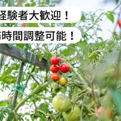 【済】ミニトマトの収穫作業等のお仕事！【単発/短期求人】
