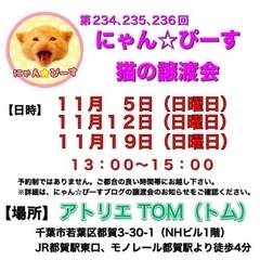 11月12日(日)🌸にゃん☆ぴーす猫の譲渡会🌸「アトリエTOM」...