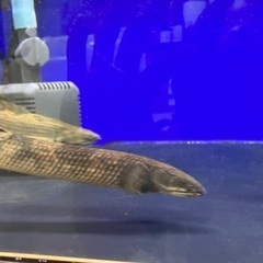 熱帯魚　ポリプテルス　3種類